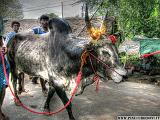 40 Pongal Festival - Bull Flight 1 - pinuccioedoni